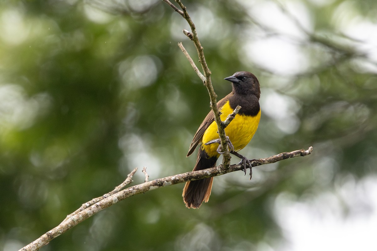 Мочарець жовтогузий - ML645352194