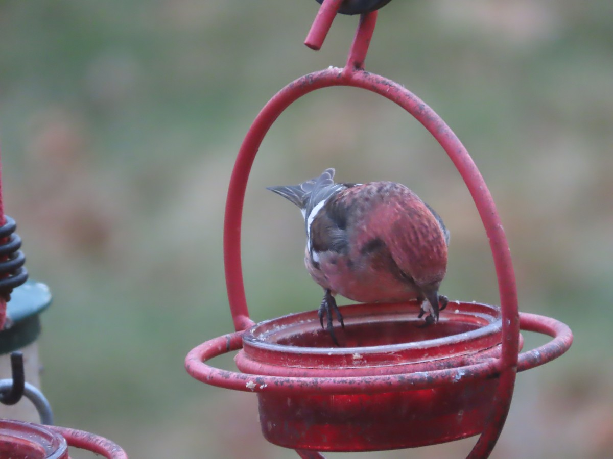 båndkorsnebb - ML645352200