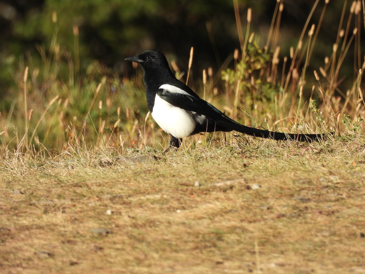 straka americká - ML645352203