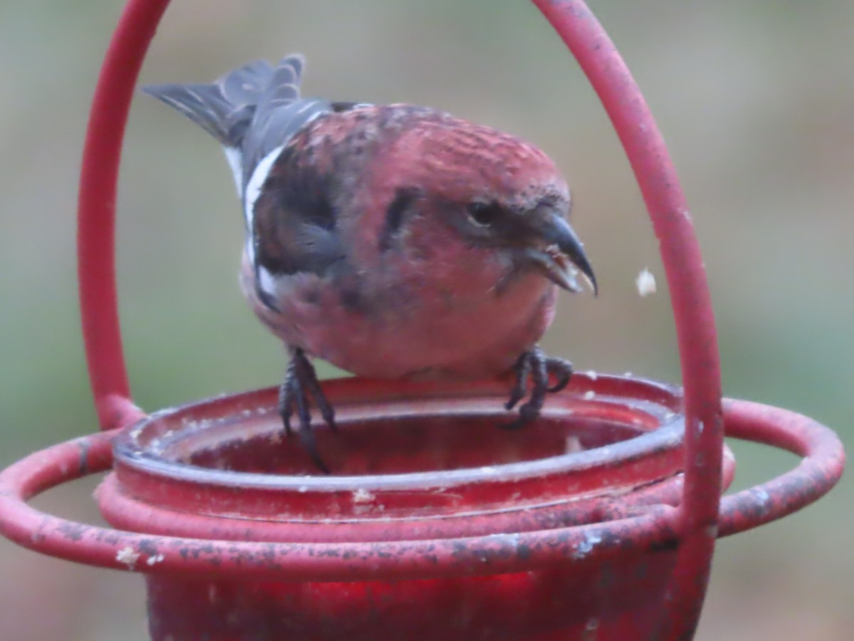 båndkorsnebb - ML645352211