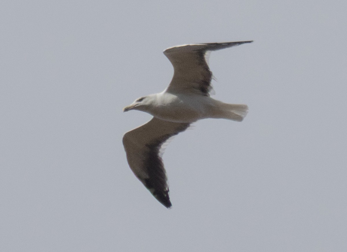 racek mořský - ML645352212