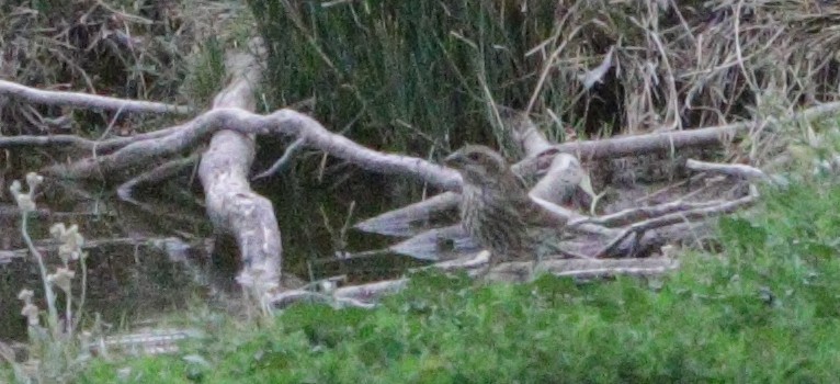 Purple Finch - ML645352215