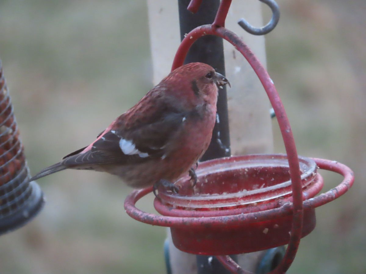 båndkorsnebb - ML645352226