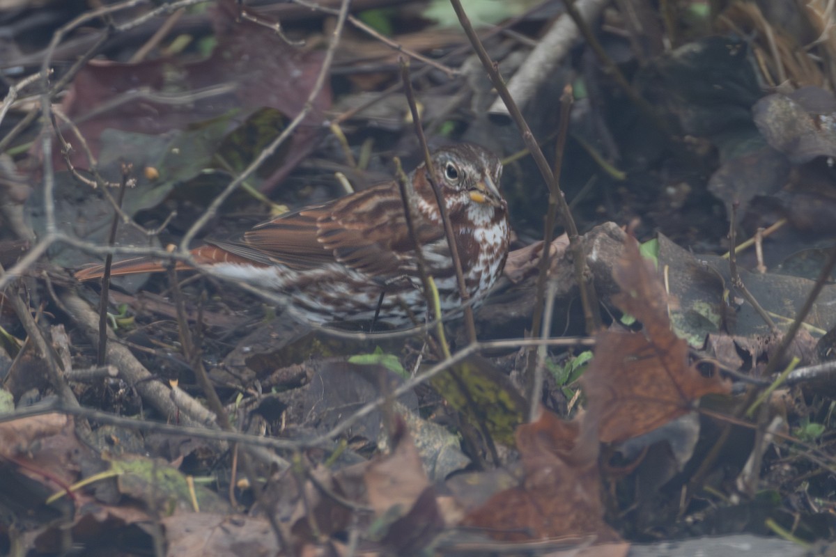Fox Sparrow - ML645352228