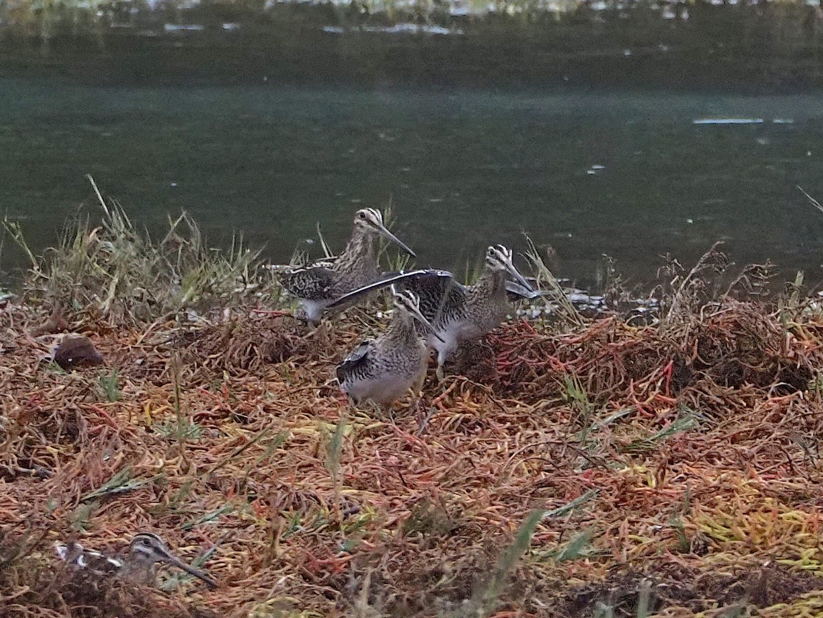 Wilson's Snipe - ML645352232