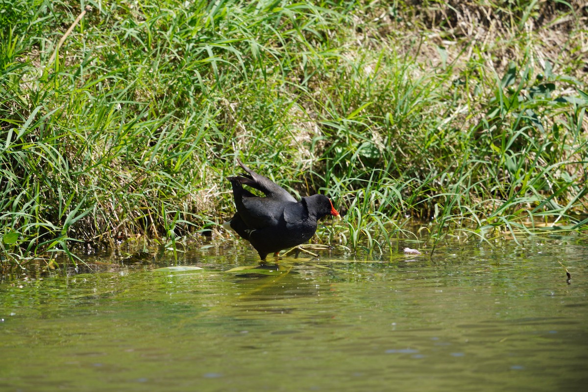 Курочка латиноамериканська - ML645352240