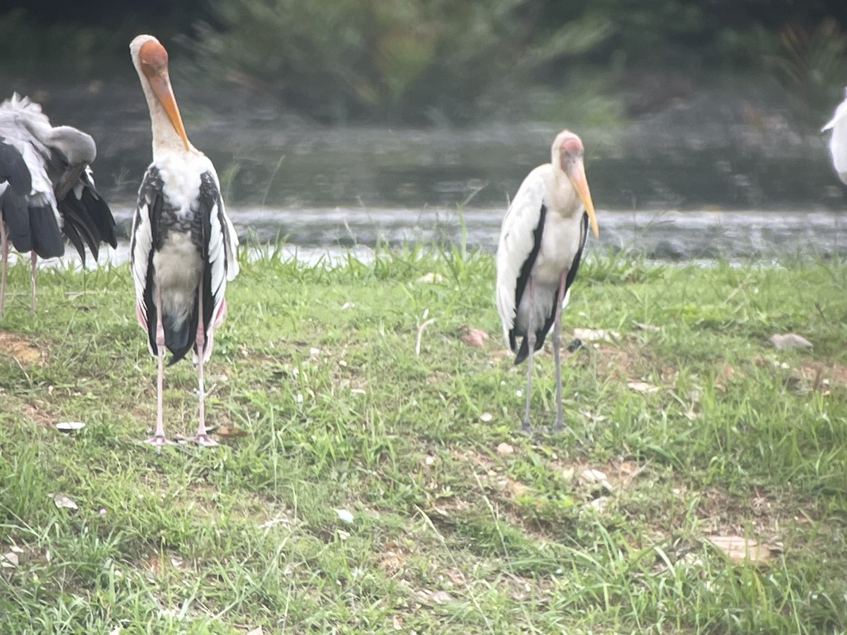 Painted Stork - ML645352241