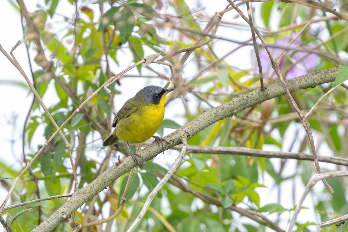 Paruline voilée - ML645352244