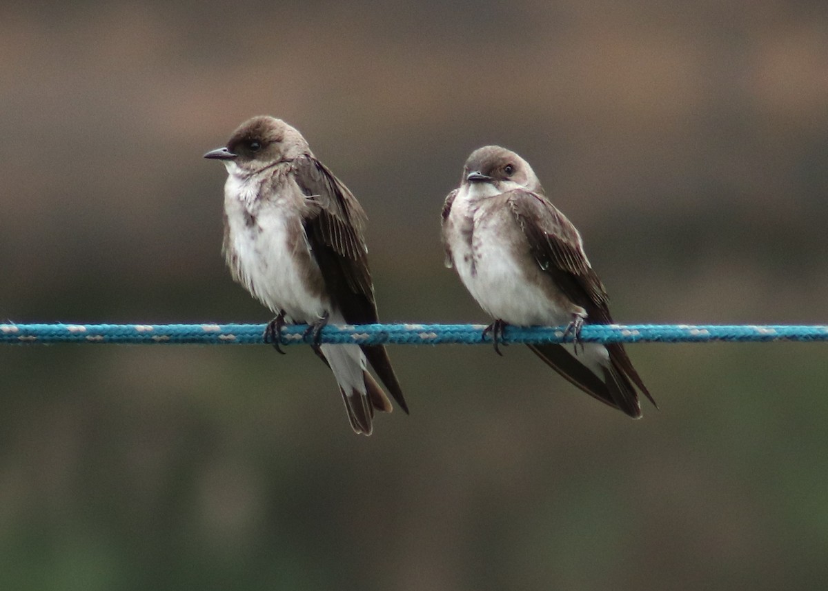 Brown-chested Martin - ML645352248