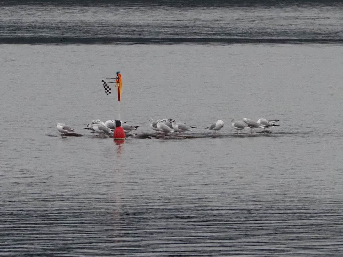 Bonaparte's Gull - ML645352250