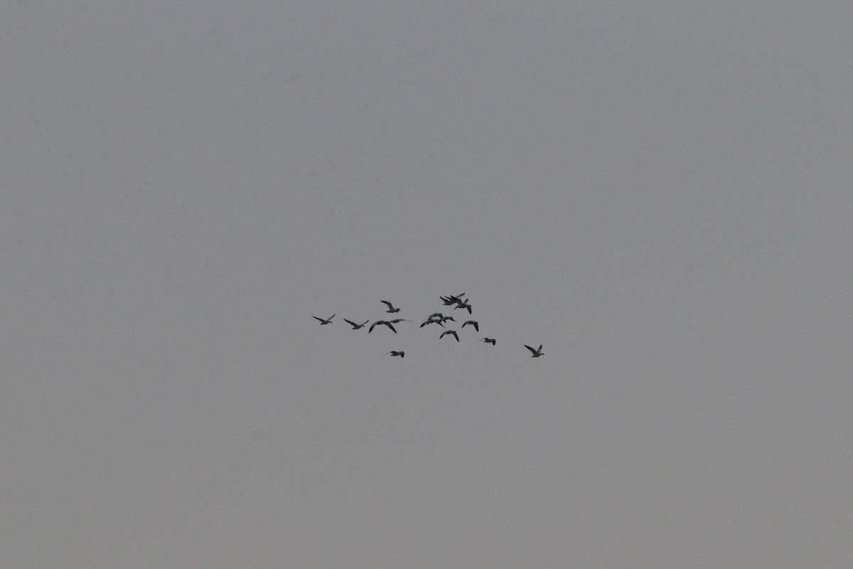 Snow Goose - ML645352257