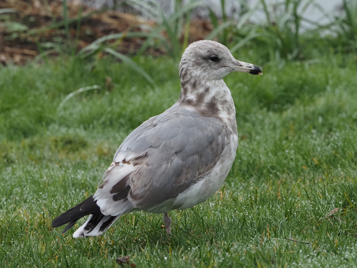 California Gull - ML645352271