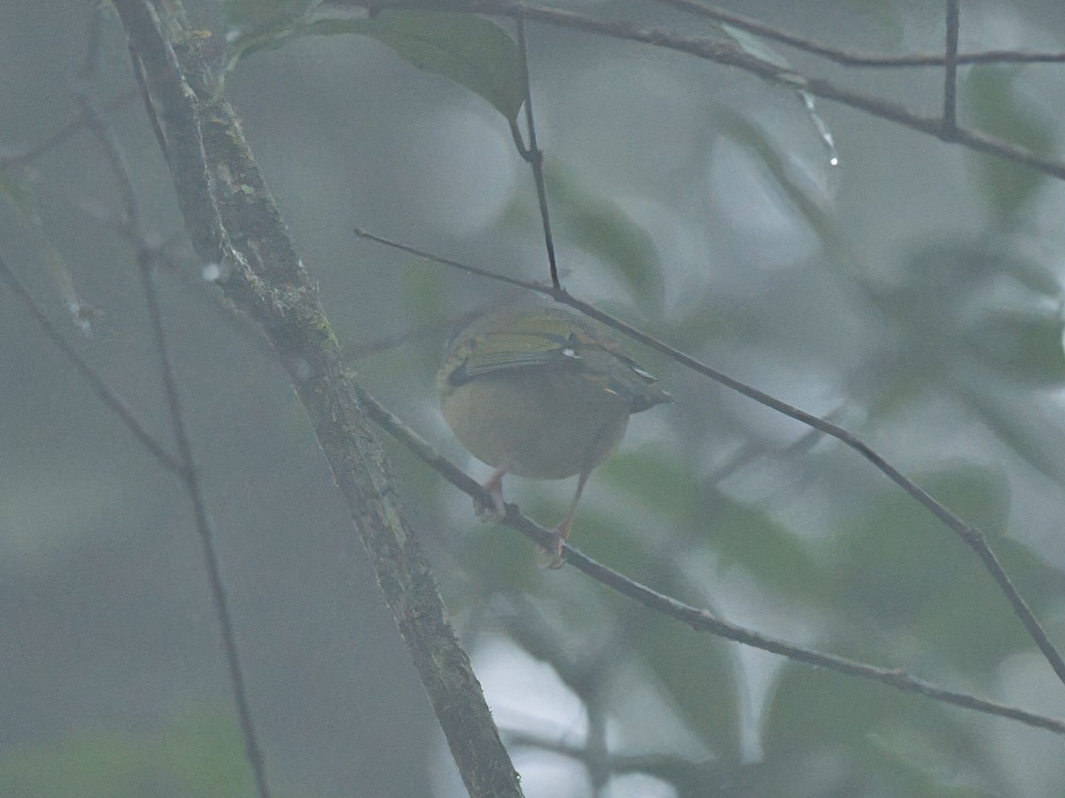White-browed Shrike-Babbler (Blyth's) - ML645352272