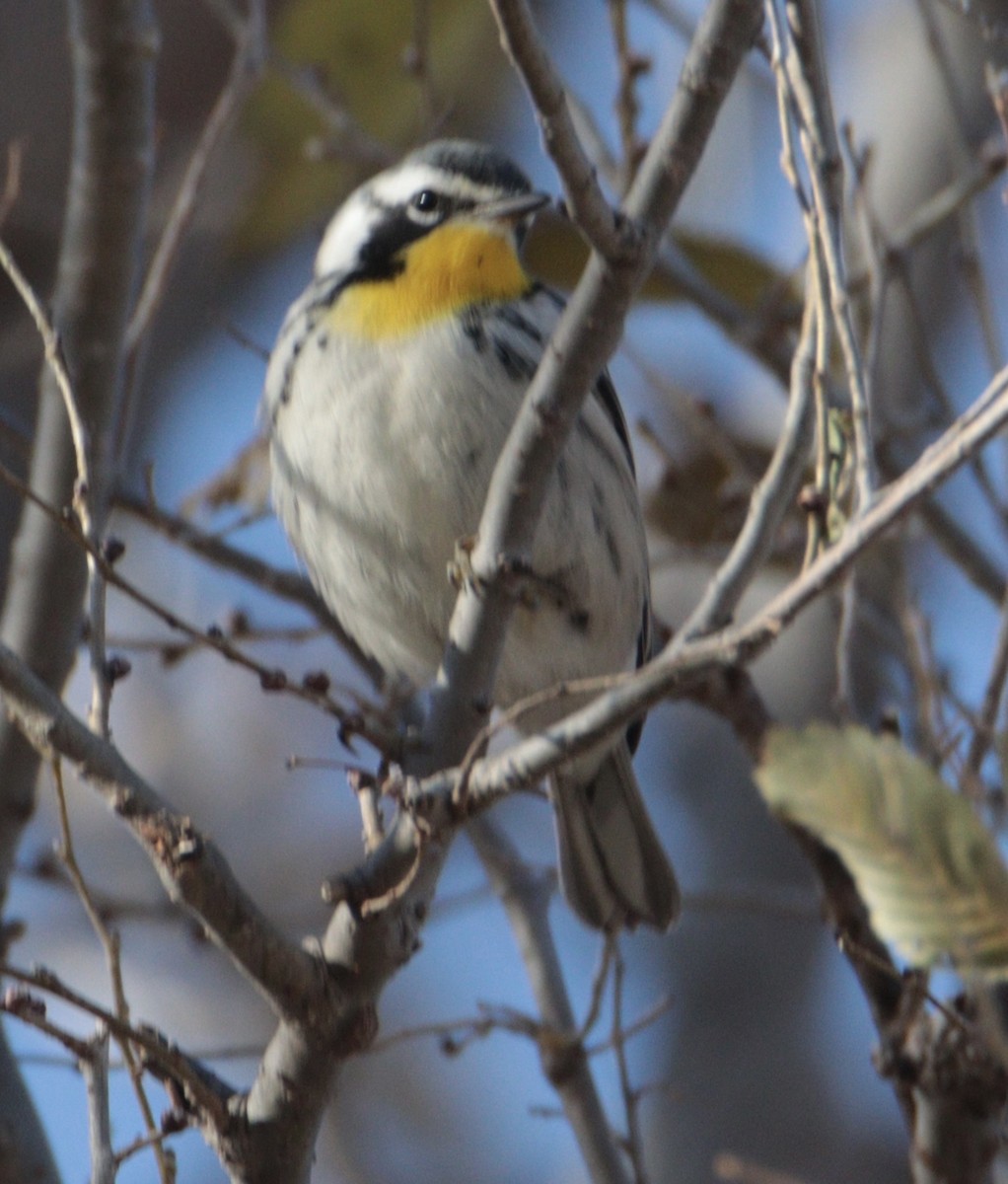 Yellow-throated Warbler - ML645352274
