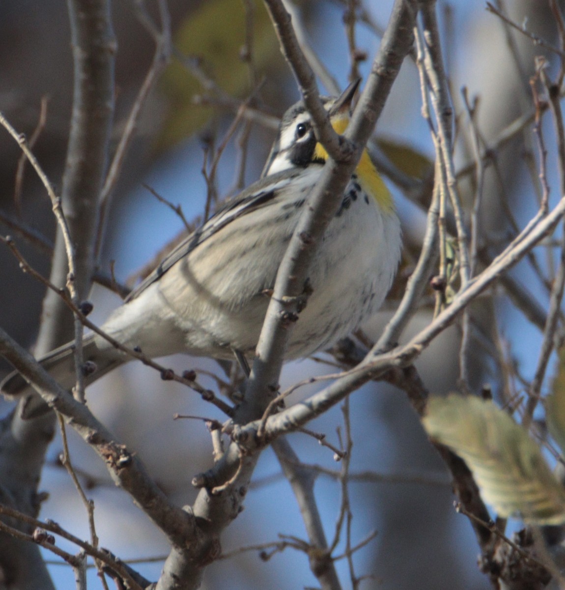 Yellow-throated Warbler - ML645352275
