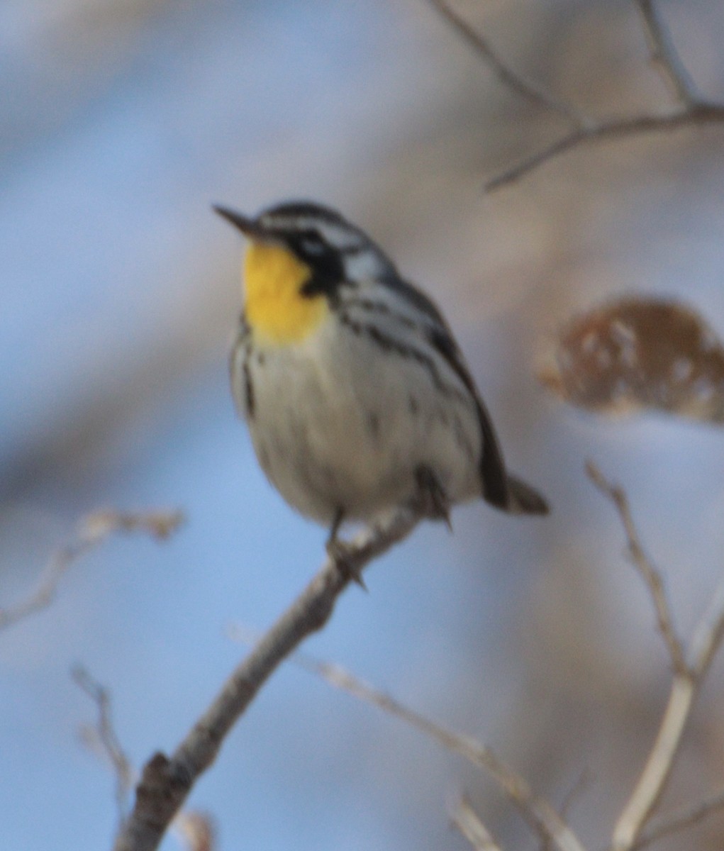 Yellow-throated Warbler - ML645352276