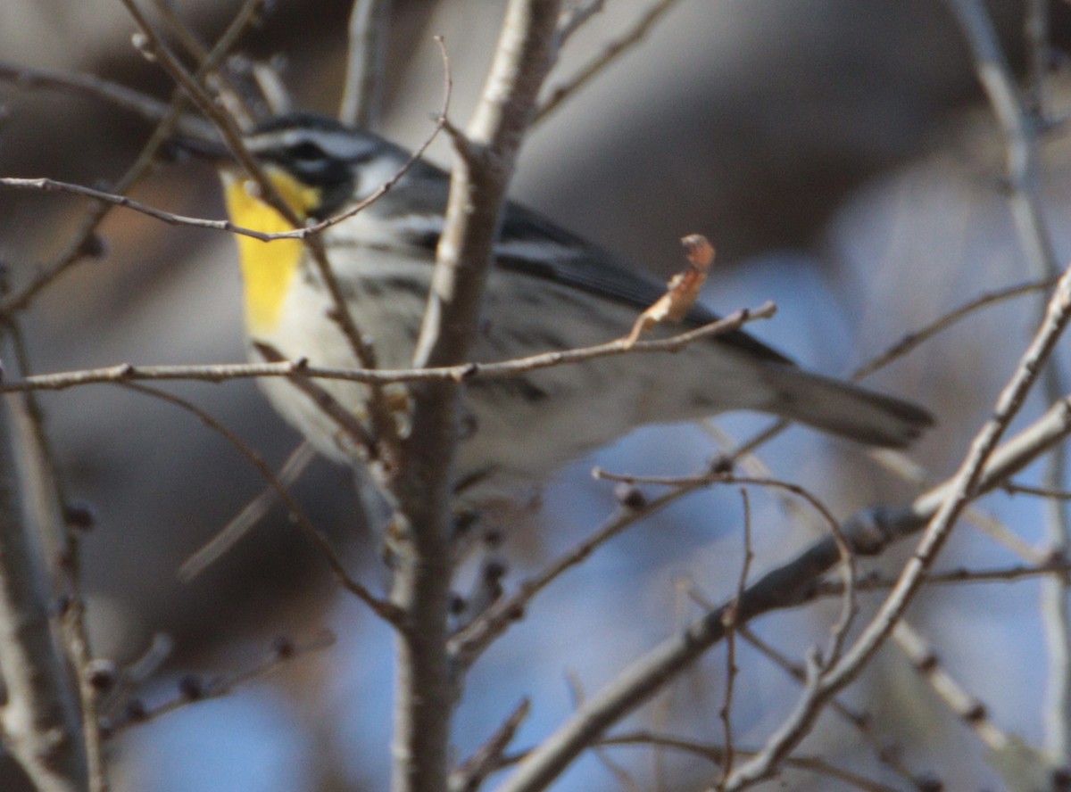 Yellow-throated Warbler - ML645352277