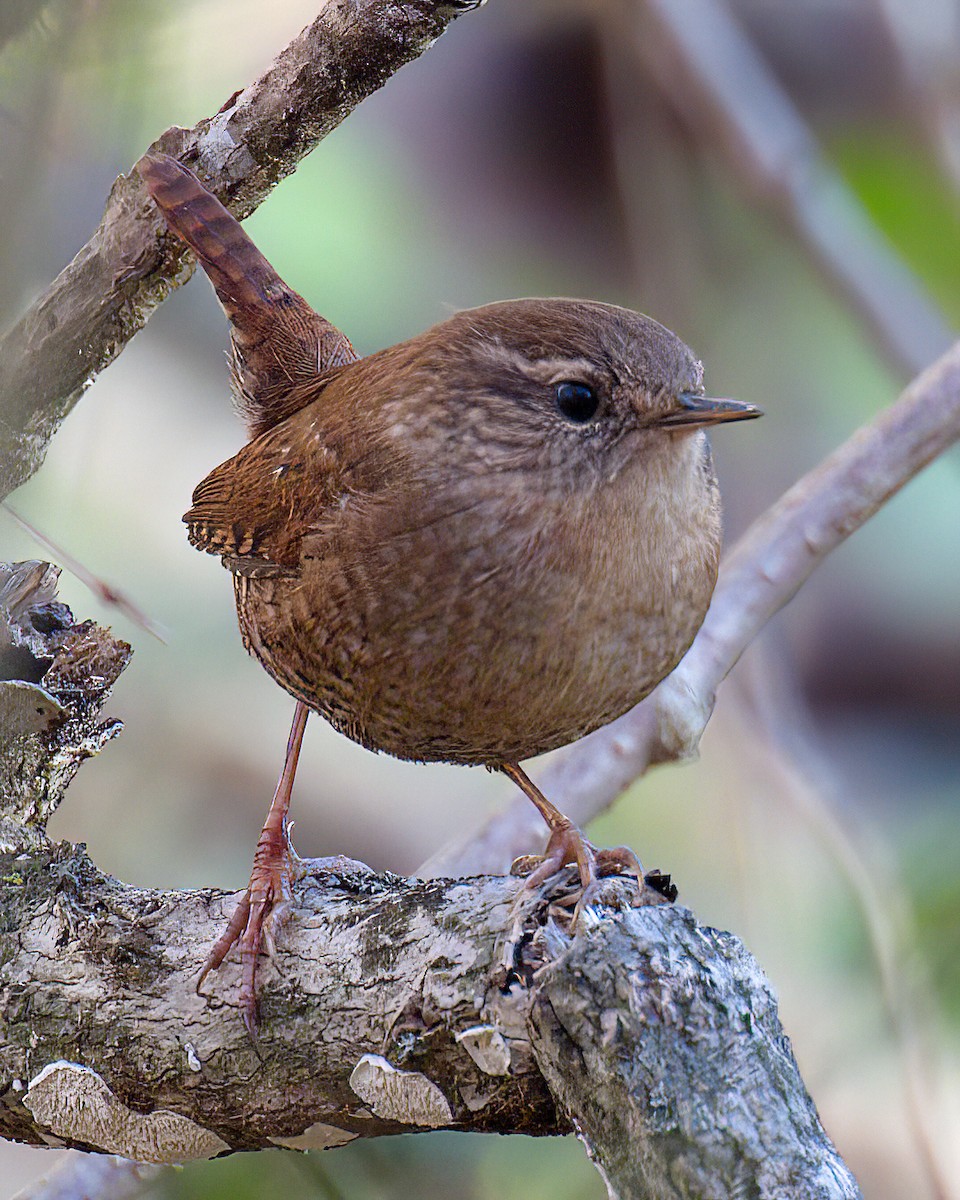 Winter Wren - ML645352280