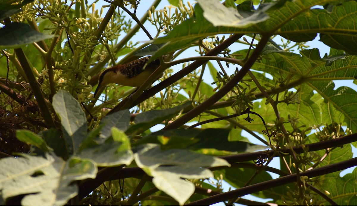 Rufous-backed Wren - ML645352285