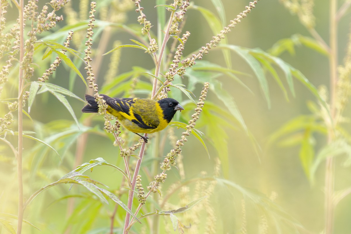 Hooded Siskin - ML645352287