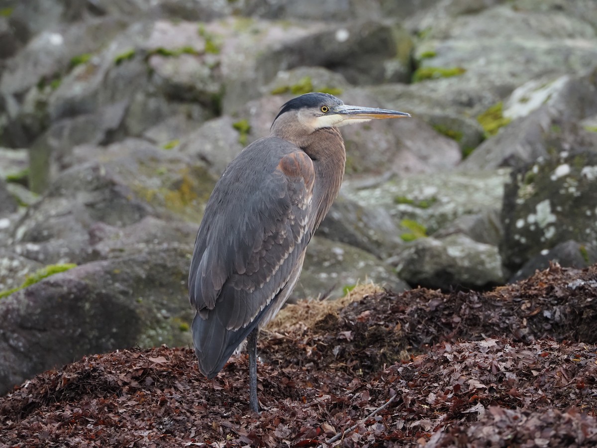 Great Blue Heron - ML645352294