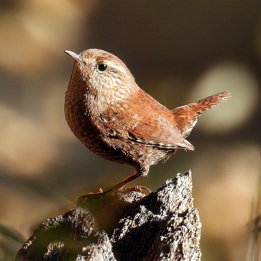 Winter Wren - ML645352295