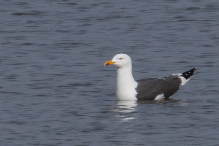 Lesser Black-backed Gull - ML645352297
