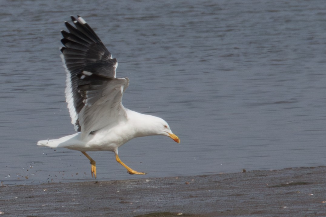 Lesser Black-backed Gull - ML645352298
