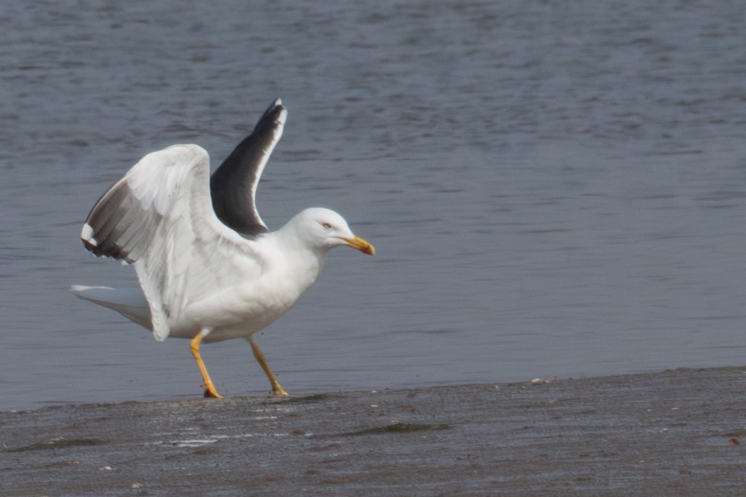 Lesser Black-backed Gull - ML645352299