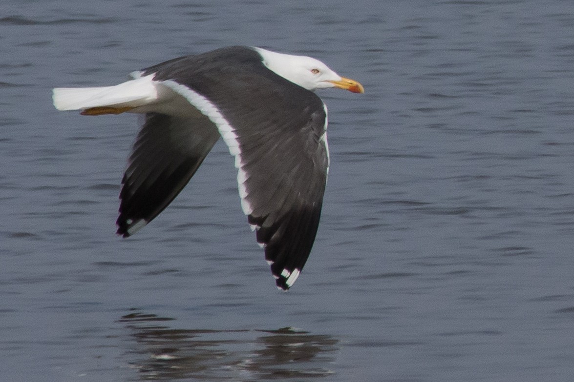 Lesser Black-backed Gull - ML645352300