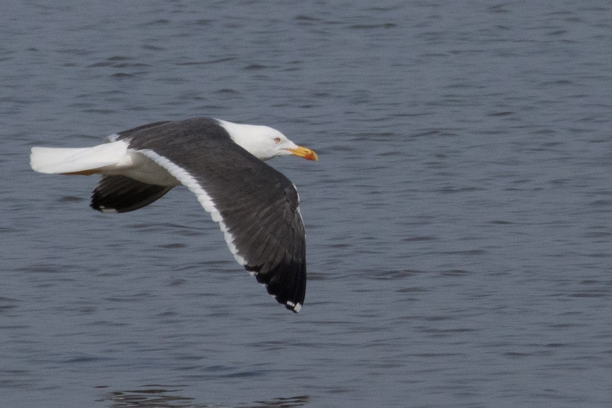 Lesser Black-backed Gull - ML645352301