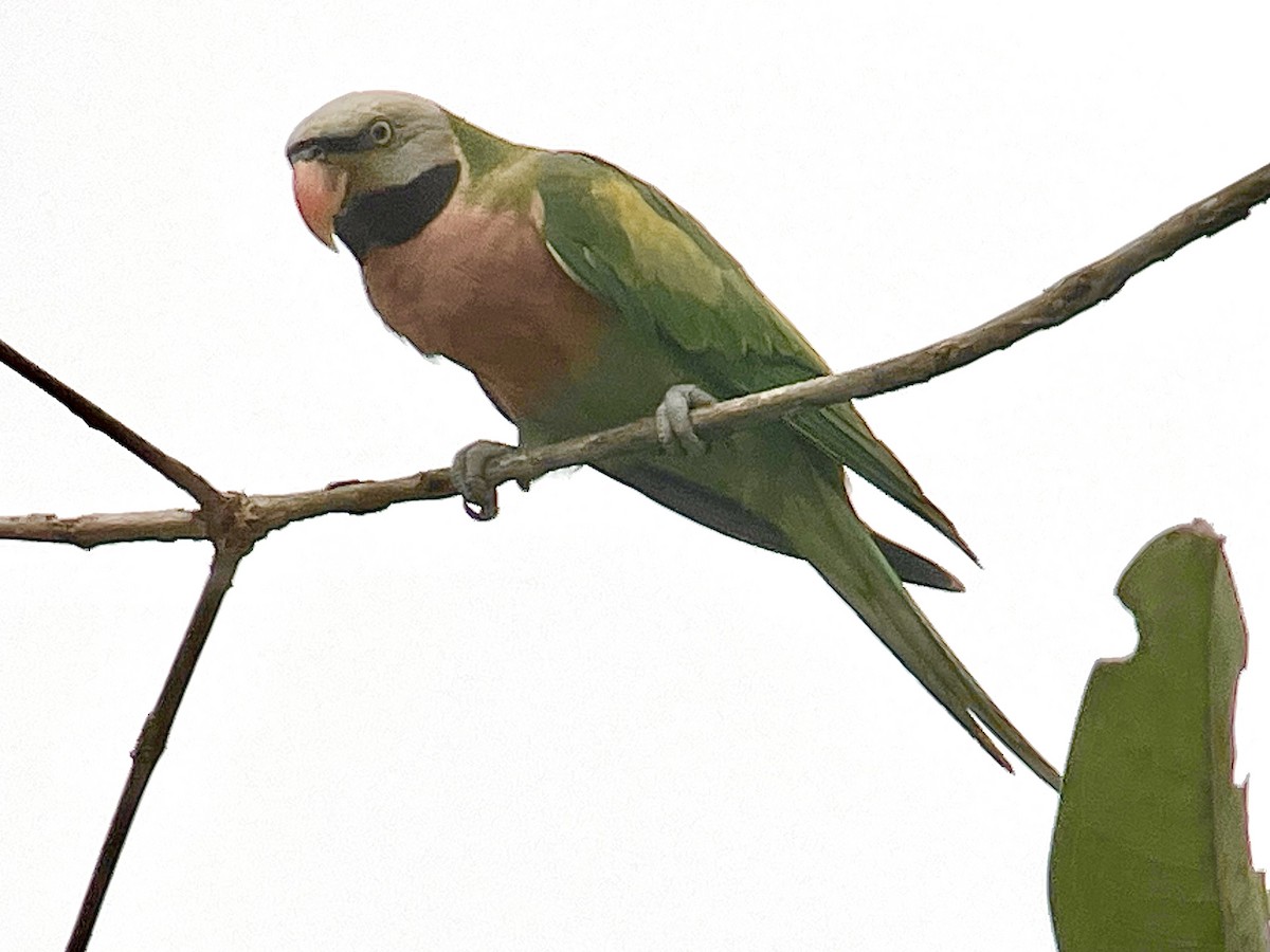 Red-breasted Parakeet - ML645352302