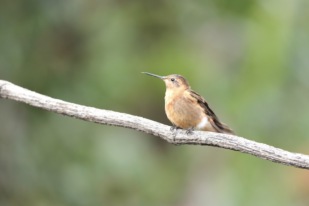 Shining Sunbeam - ML645352303