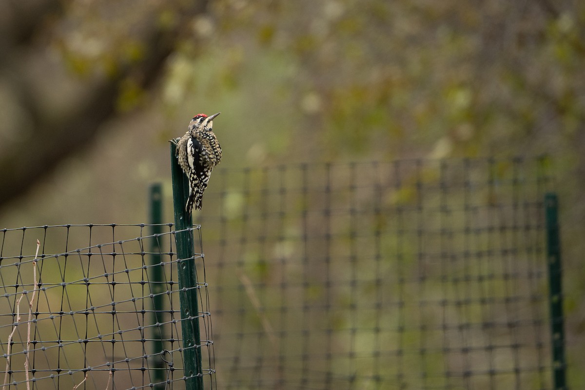 Yellow-bellied Sapsucker - ML645352307