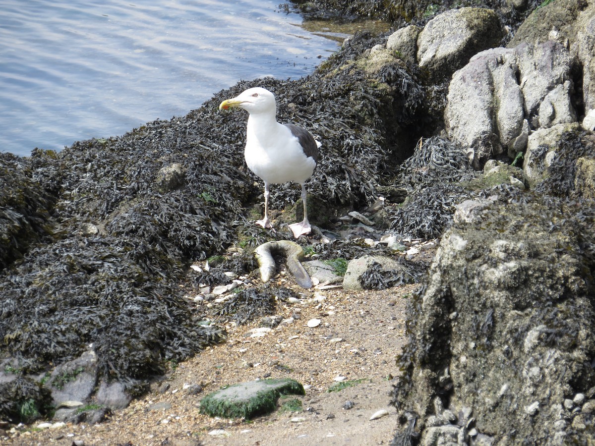 Great Black-backed Gull - ML64535231