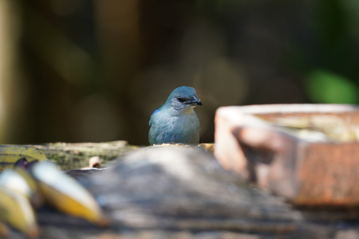 Azure-shouldered Tanager - ML645352313