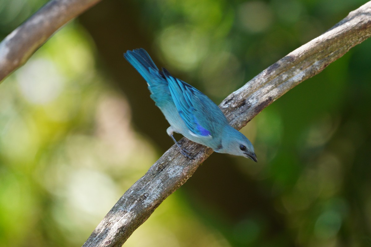 Azure-shouldered Tanager - ML645352314