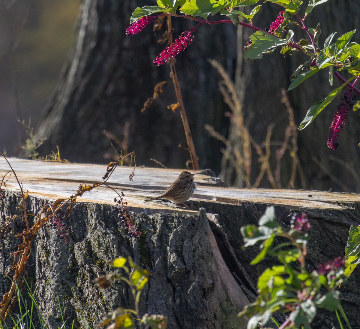 Song Sparrow - ML645352315