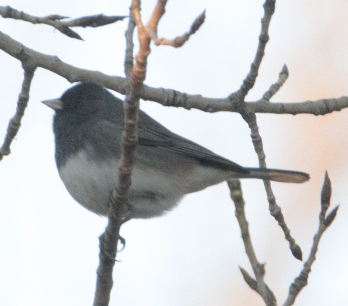 Dark-eyed Junco (cismontanus) - ML645352317