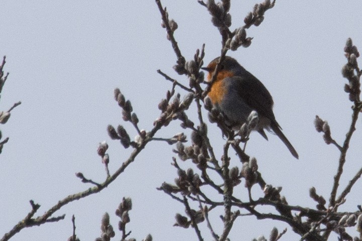 European Robin - ML645352318