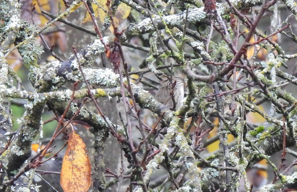 Lincoln's Sparrow - ML645352319