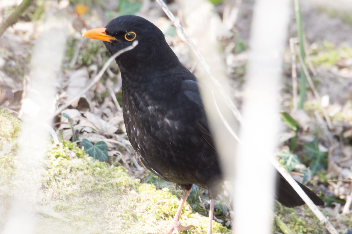 Eurasian Blackbird - ML645352320