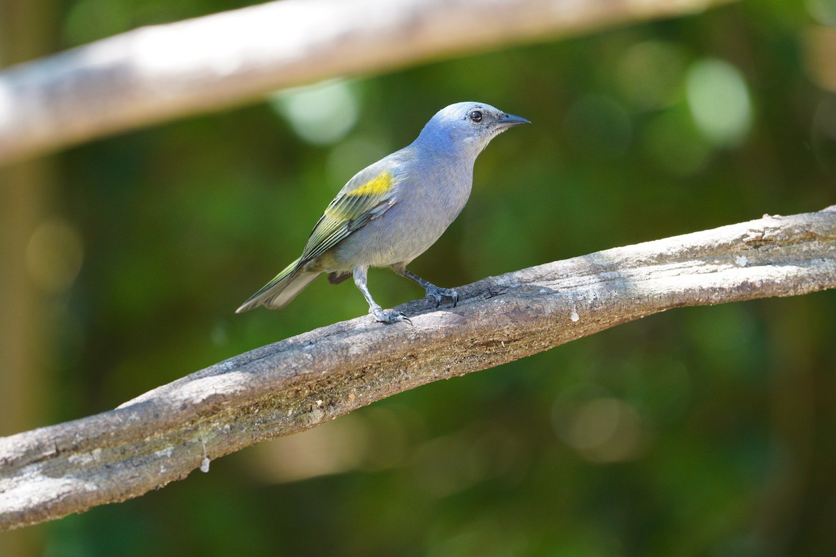 Golden-chevroned Tanager - ML645352321