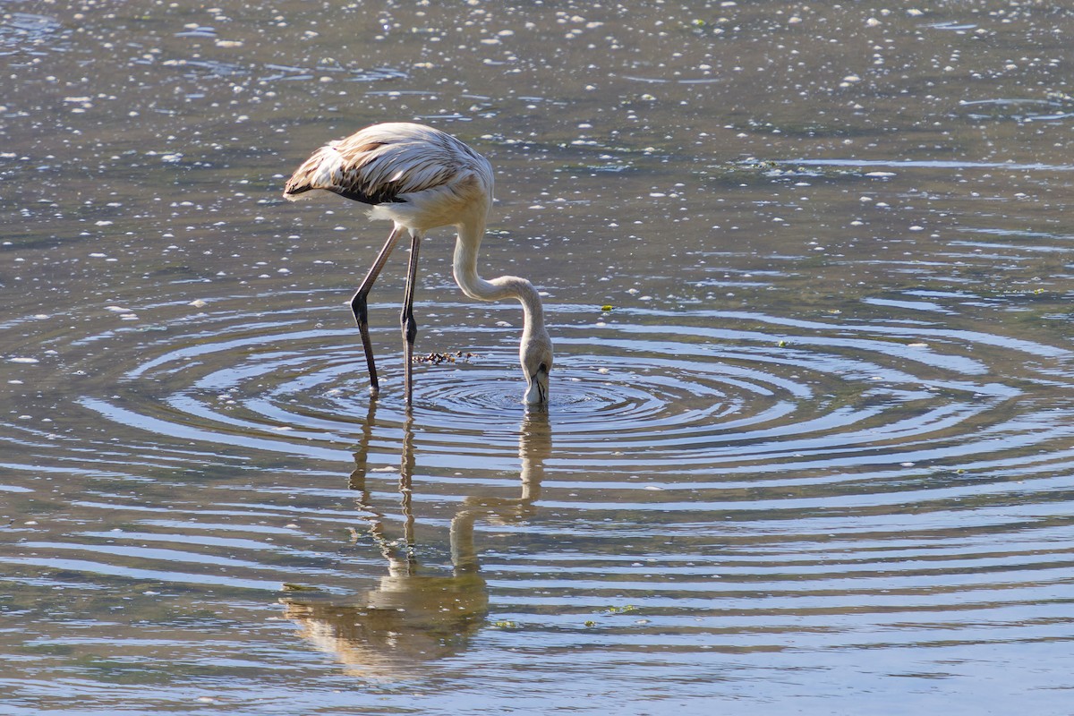 大紅鸛 - ML645352322