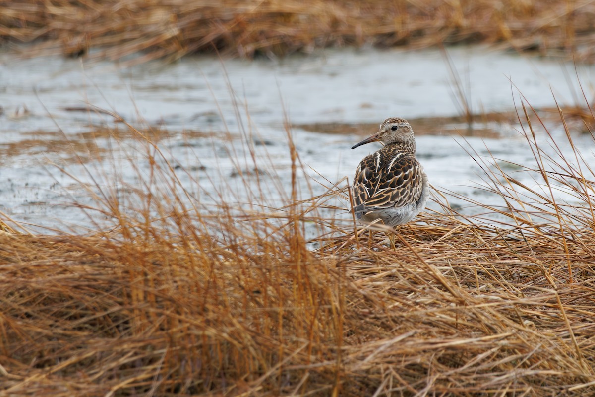 Pectoral Sandpiper - ML645352323