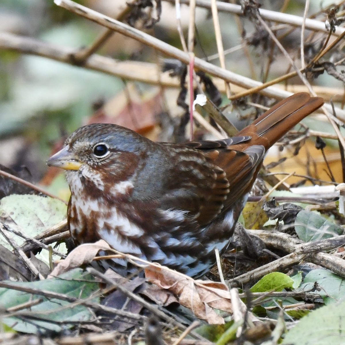 Fox Sparrow - ML645352325