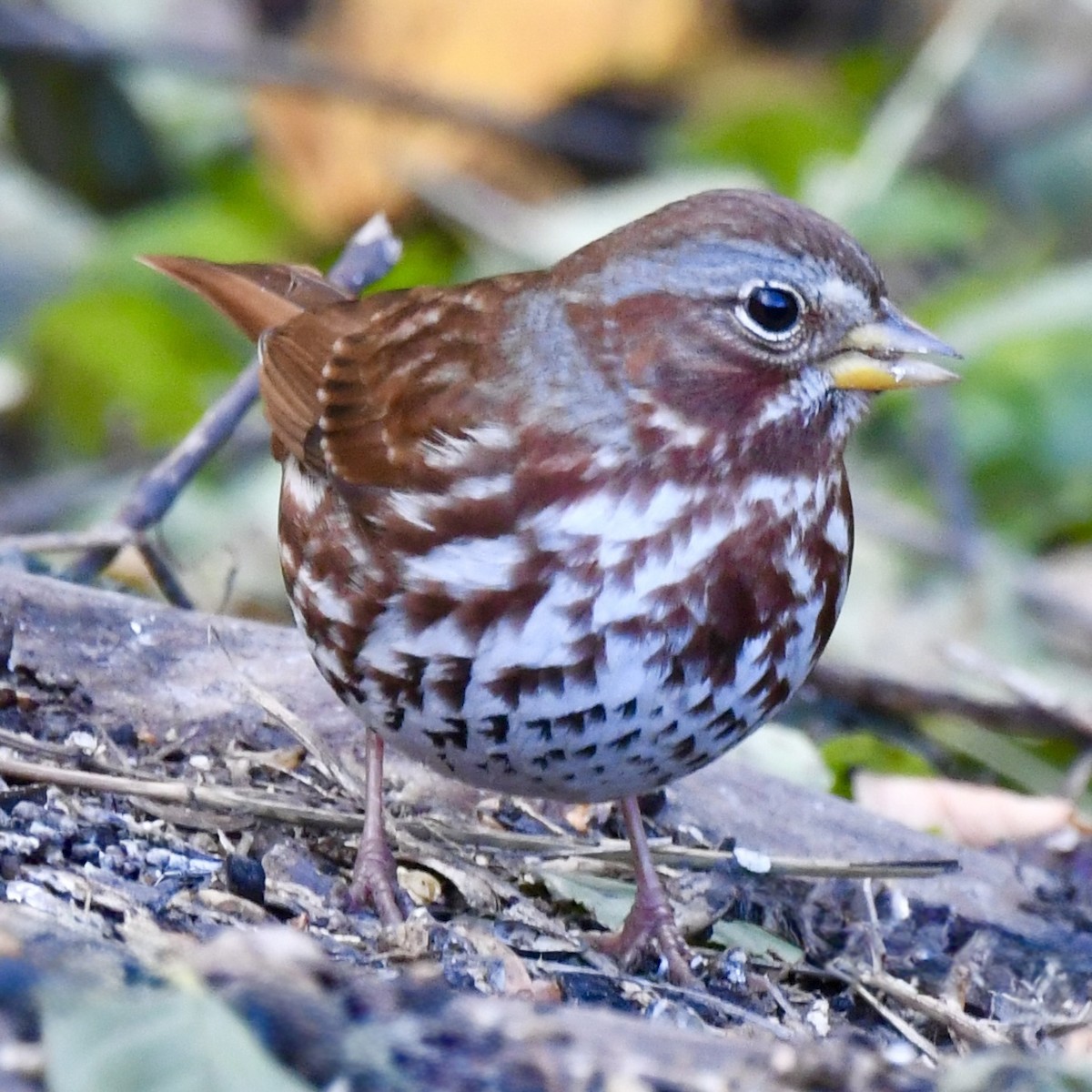 Fox Sparrow - ML645352326