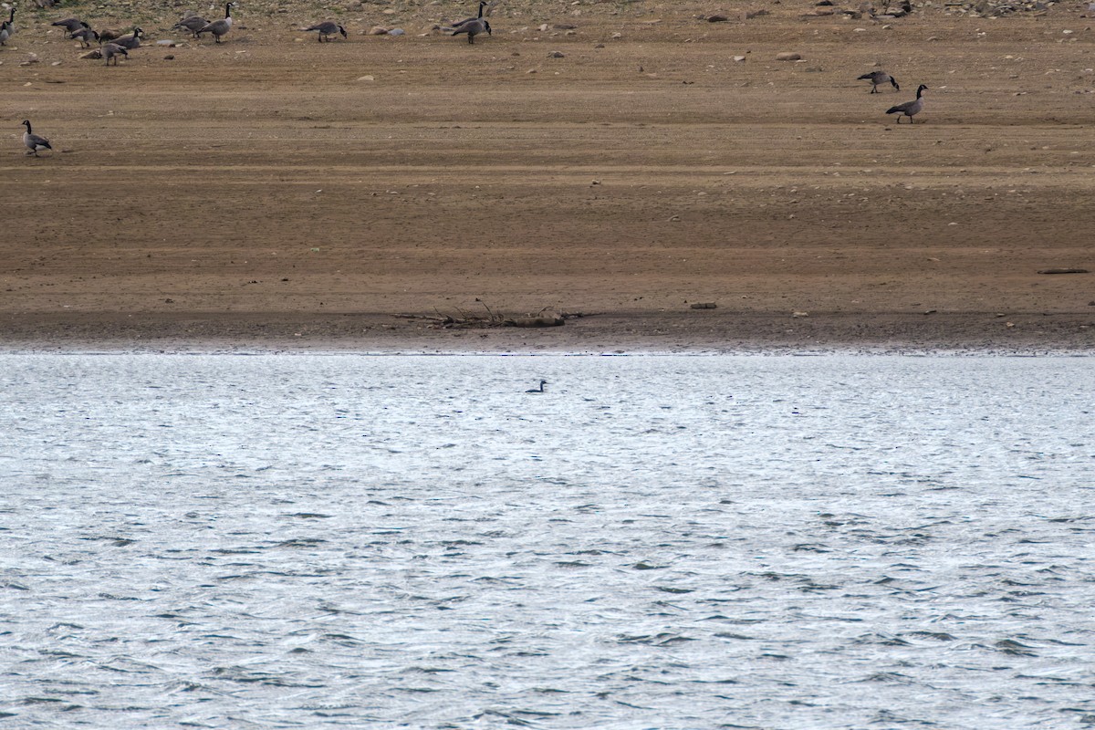 Буурал шунгуур - ML645352327