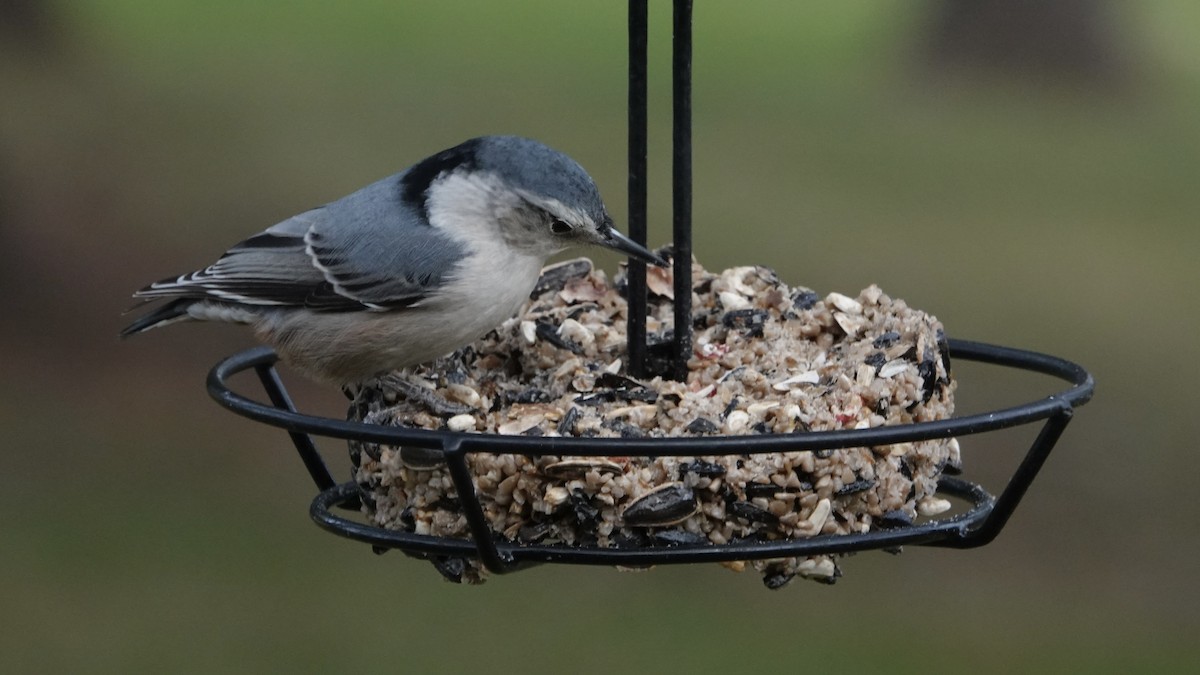 White-breasted Nuthatch - ML645352328