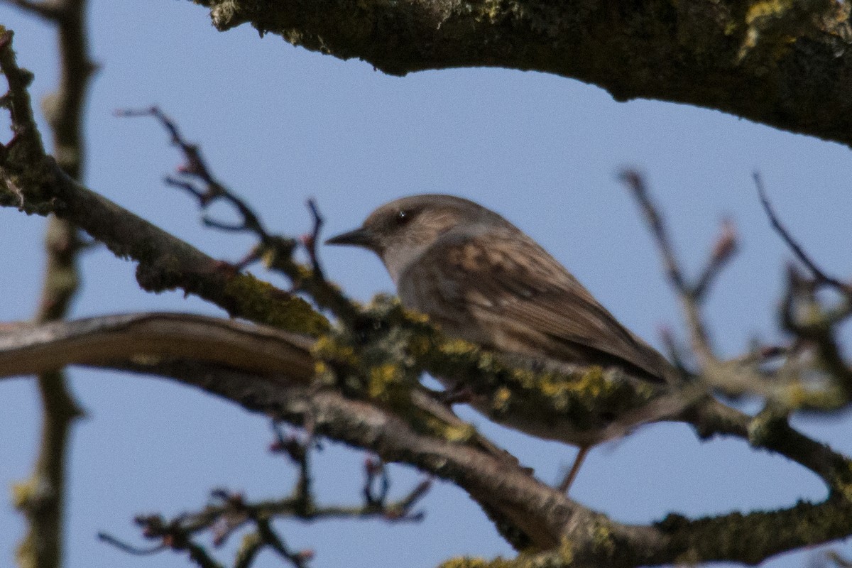 Dunnock - ML645352329